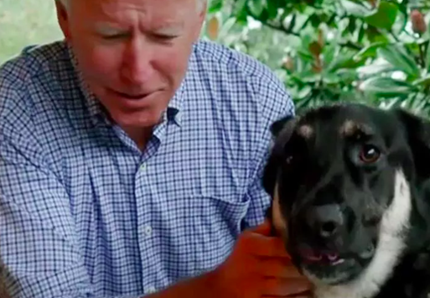 Joe Biden porterà alla Casa Bianca anche i suoi due cani